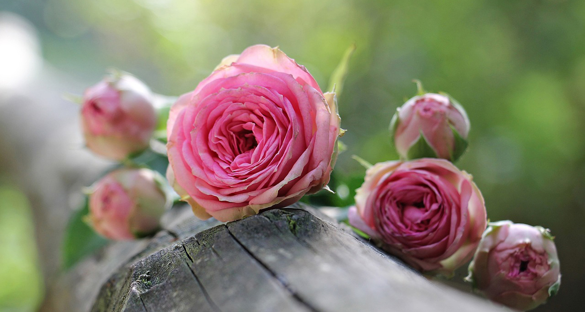 Rosen für den Gelee