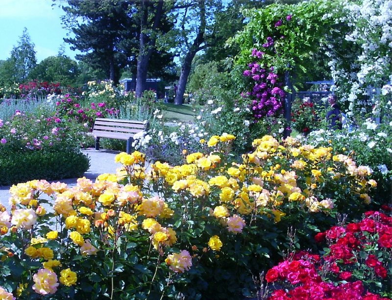 rosenfest-juni-2004-auf-ega-8140