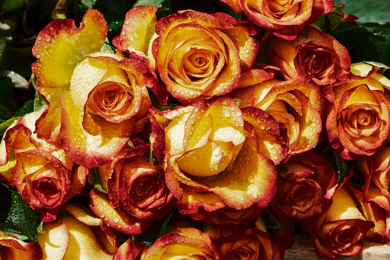 roses-3451156_1280