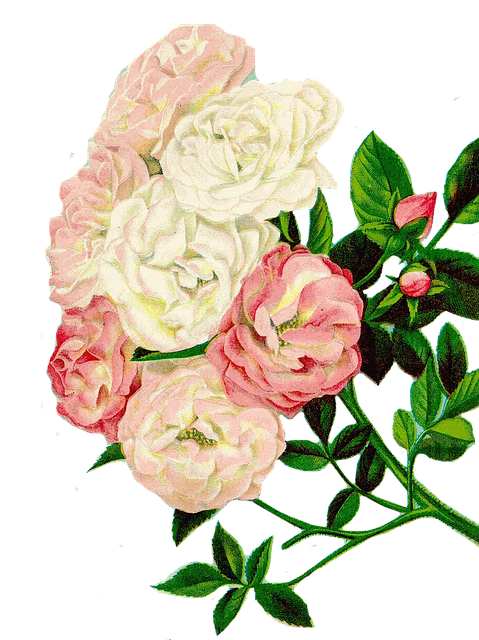 roses-clipart-2472235_640