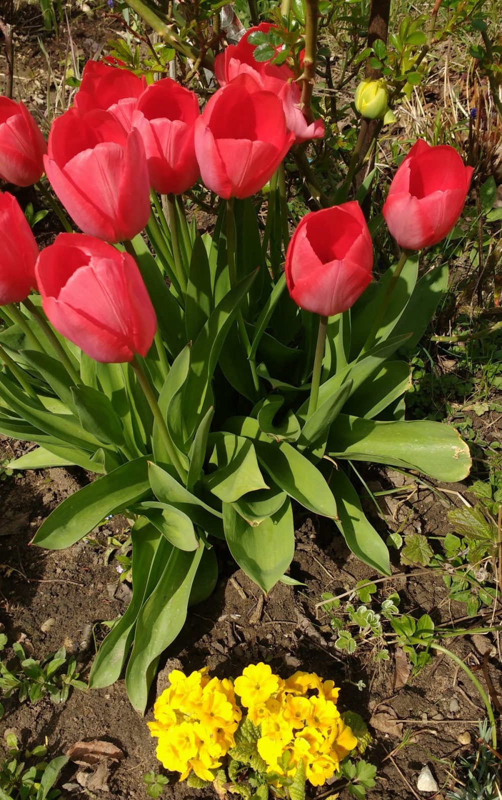 rote tulpen und Primel