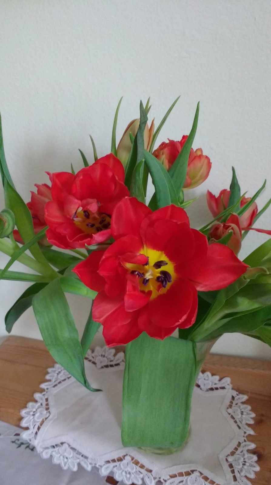 rote v tulpen