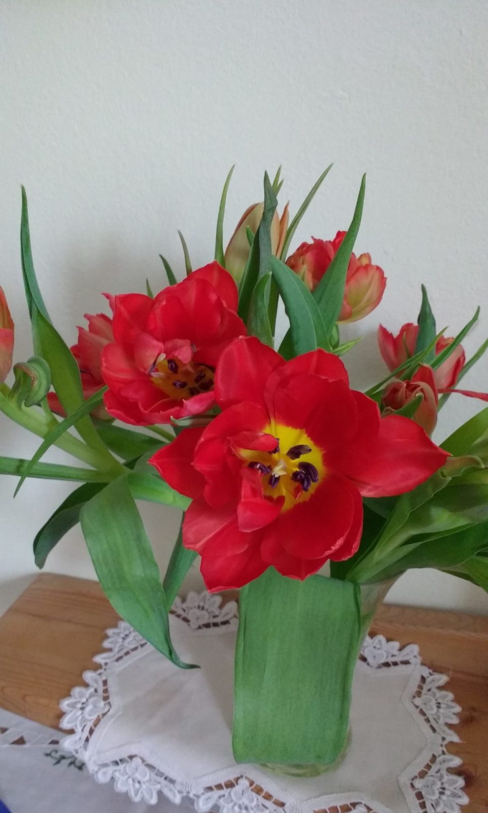 rote volle tulpen