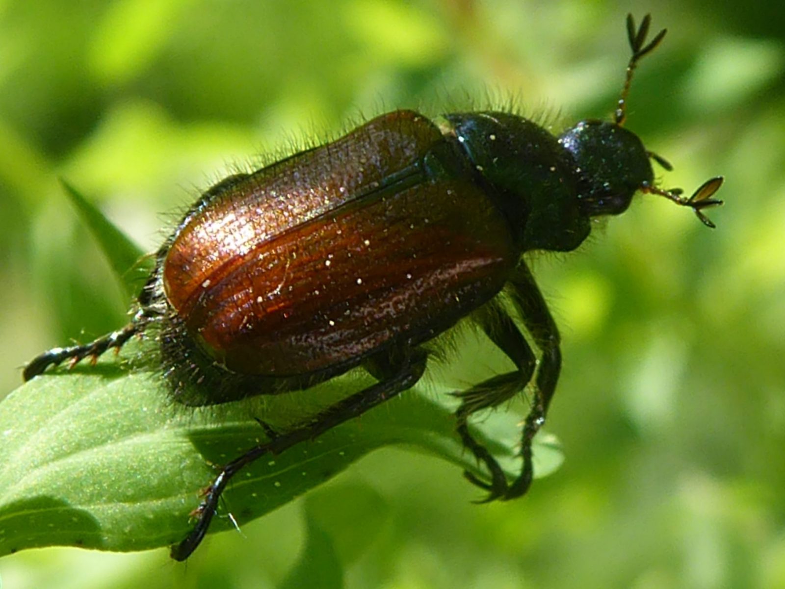 samstag 13.6.2020 (45)