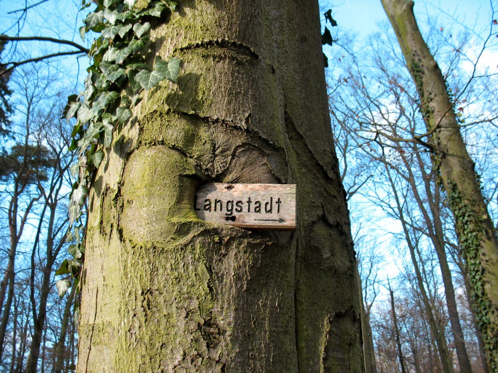 schildkleestadtwald1a