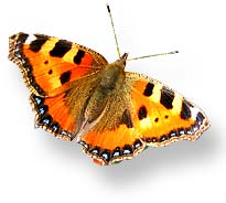schmetterling