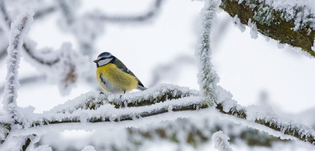 Vogel im Schnee