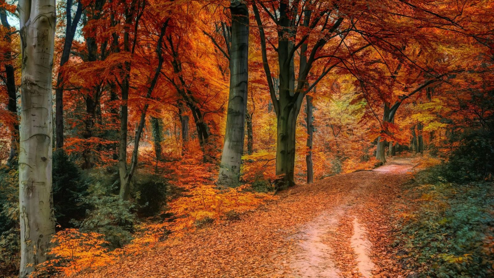 schone-herbstbilder-kostenlos-in-schone-herbstbilder-kostenlos-scaled