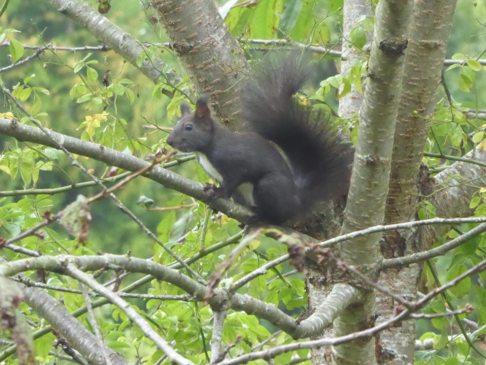 schw. Eichkätzle im Kirschbaum (31)