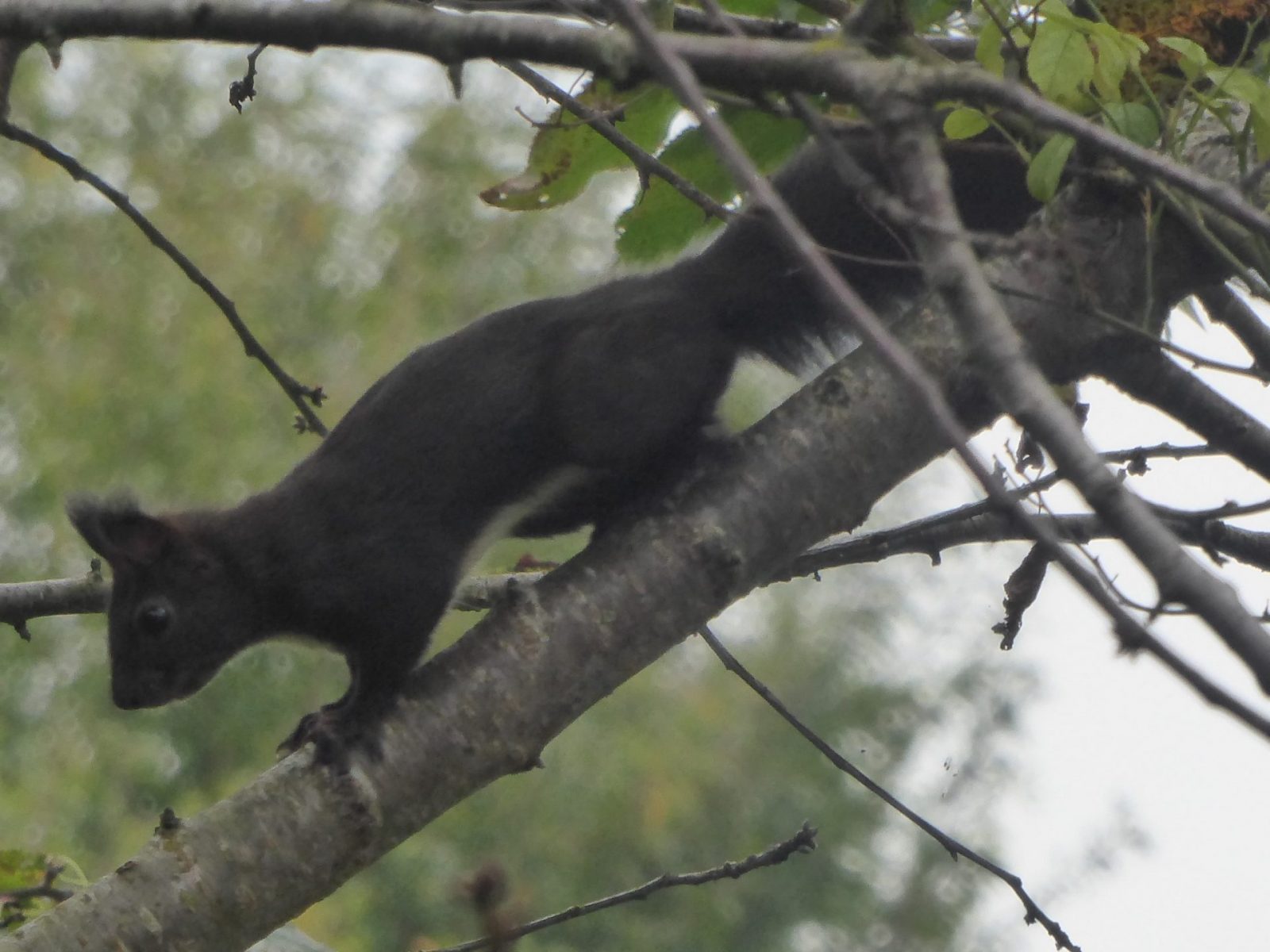 schw. Eichkätzle im Kirschbaum (33)