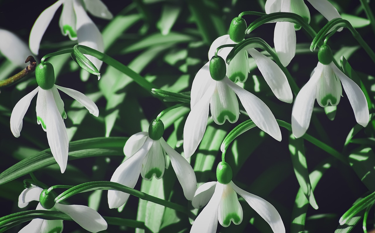 snowdrop-4910938_1280 (1)