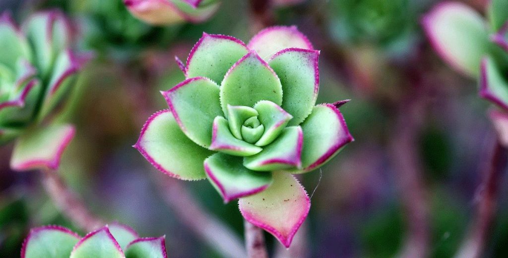 Sukkulenten richtig pflegen