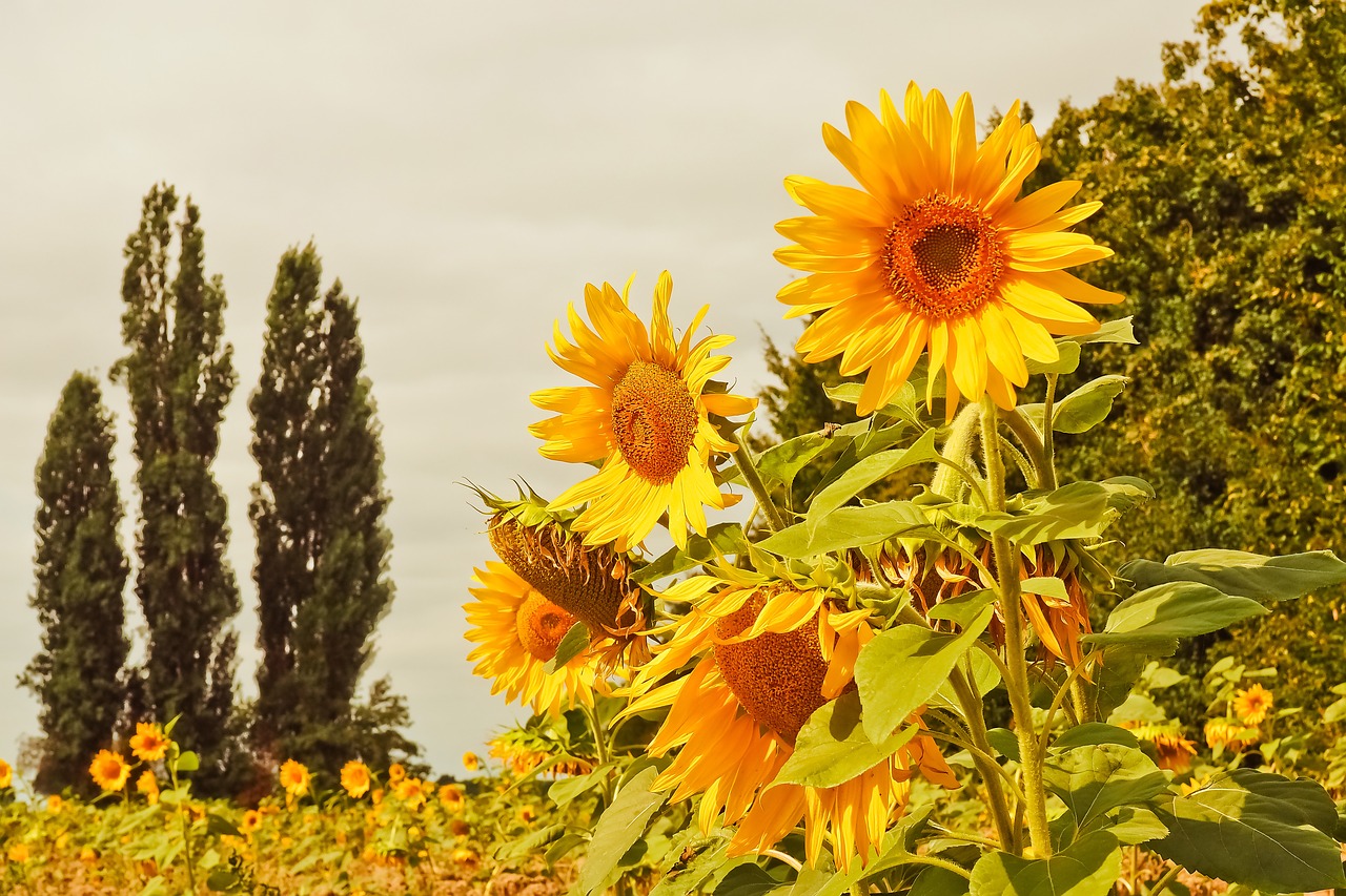 sunflower-3623331_1280
