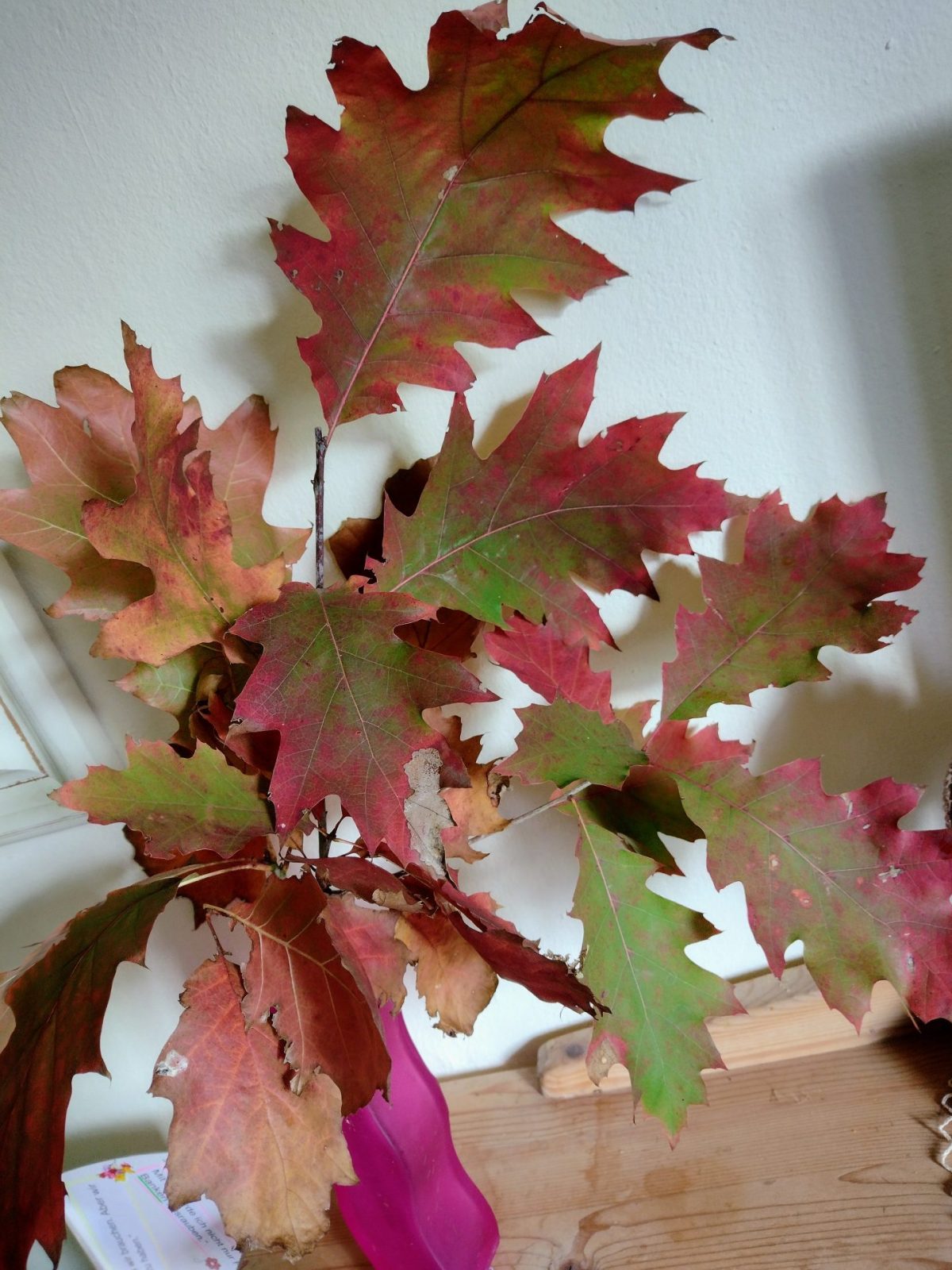 .trashed-1669896076-IMG_20221101_120814433