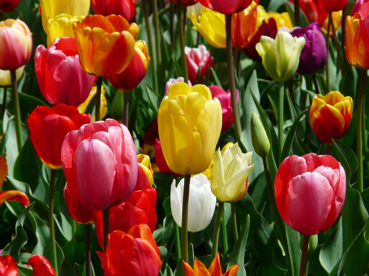 tulips-47400_1280