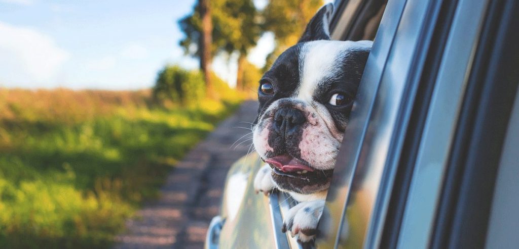 Hund im Auto auf Reise