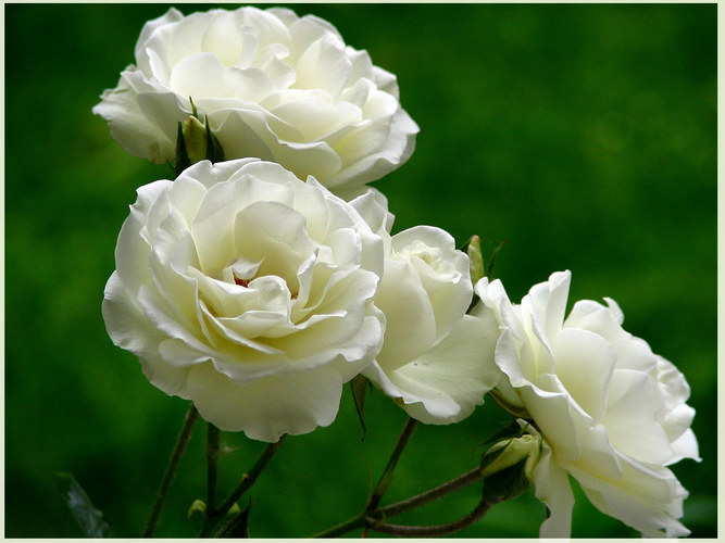 weisse-rose-ii-8e0dfc0b-b54b-4f52-93c2-6faaff142d83