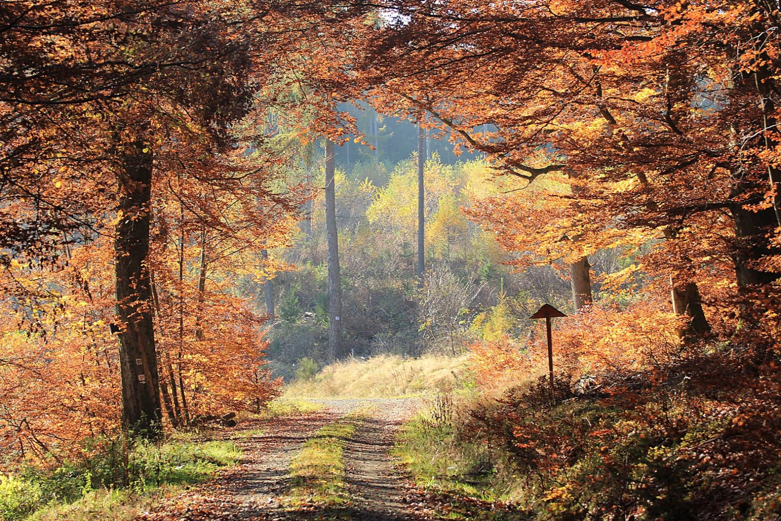 welch-ein-schoener-tag-68257ee6-4cdc-4469-9cde-8e8021bf01db