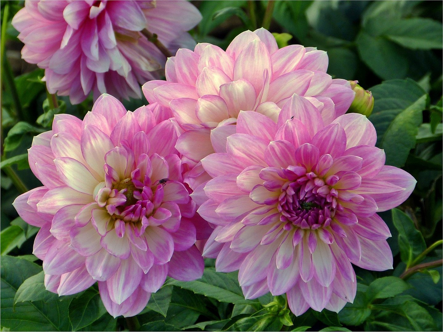 zeit-der-dahlien-723543e7-9499-4157-8ae3-570257732541