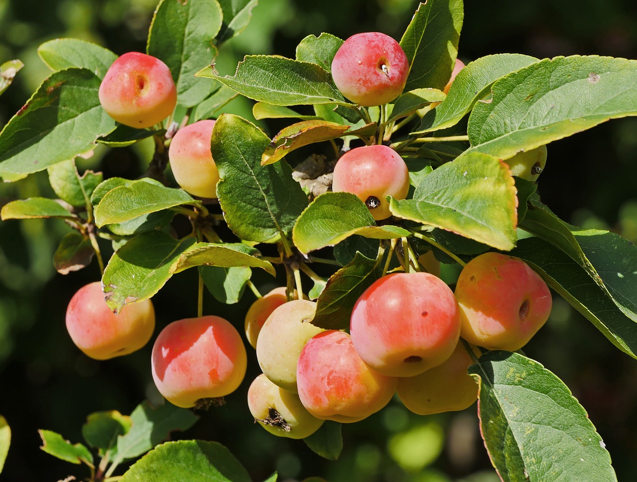 zieraepfel-3669524_1280