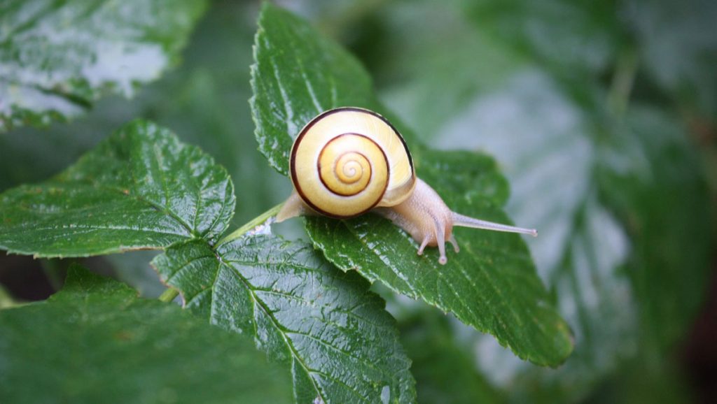 Schnecke auf einem Blatt