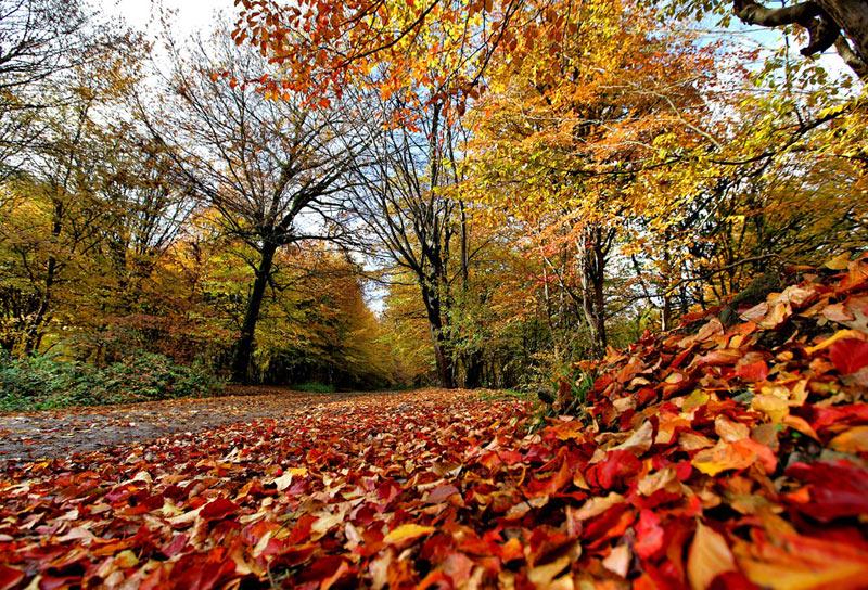 پاییز05.jpg 2543